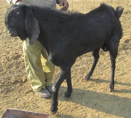 Beetal Goat-Buck