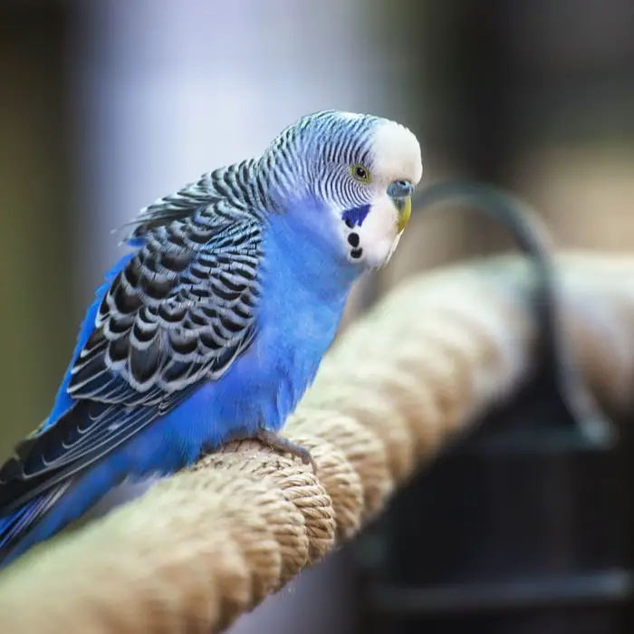 Behavior of Parakeet