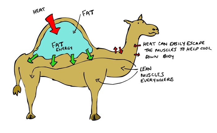 Behavior of Camel at High Temperature