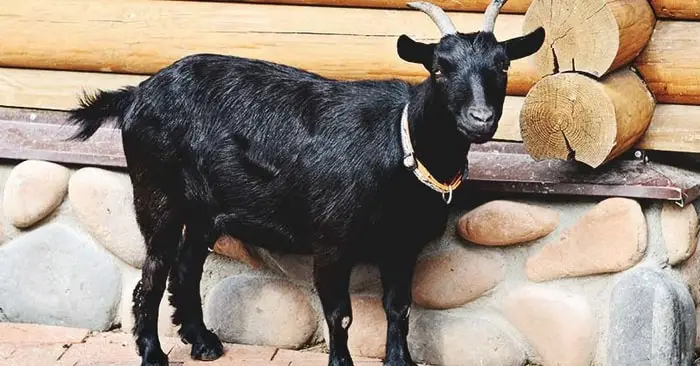Black Bengal Goat