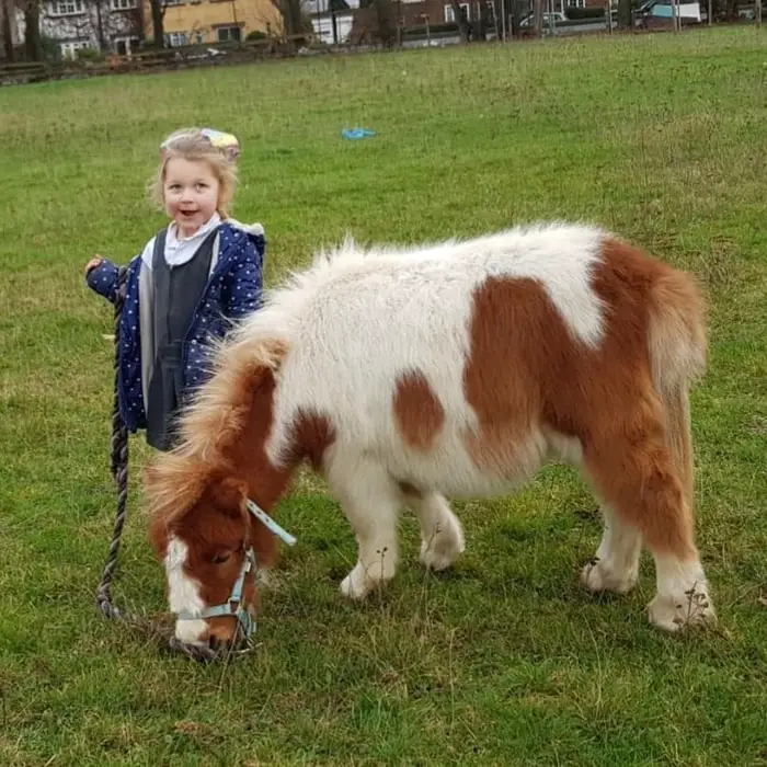 Breed Characteristics of Shetland Ponies