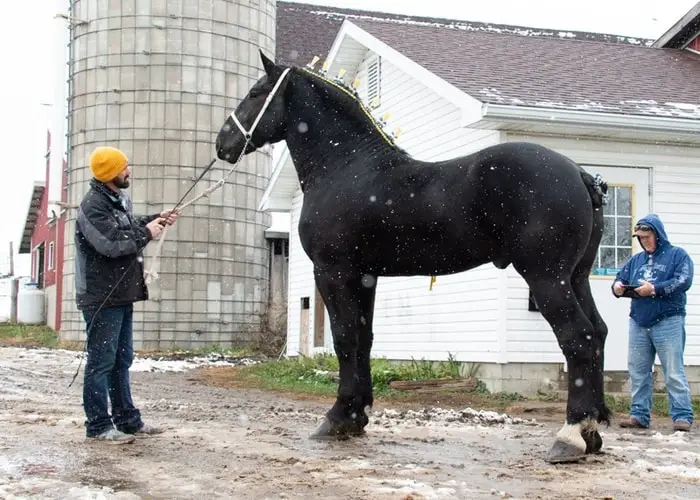 Breeding and Registration of Percheron