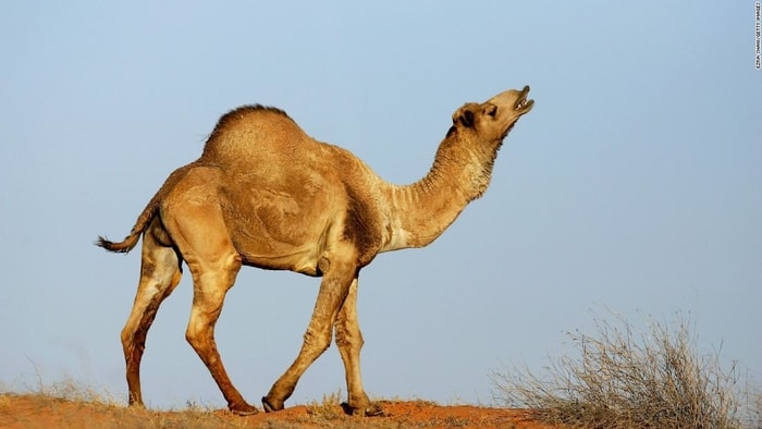 Camels Walk in the Desert