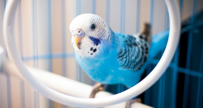 Can Parakeet Talk