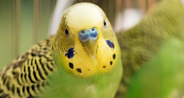 Care and Feeding of Parakeets
