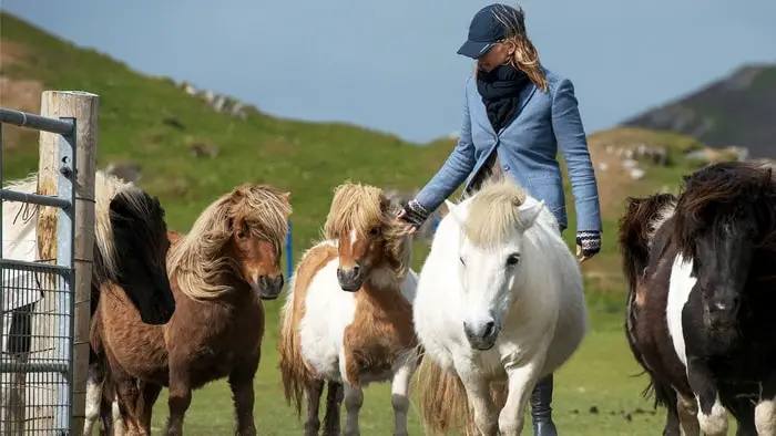 Care and Management of Shetland Pony