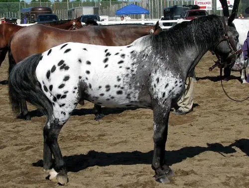 Color and Marking of Pony of the Americans