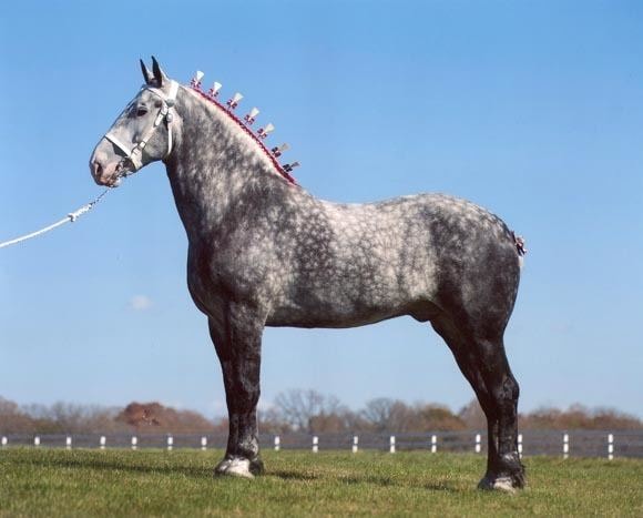Color and Markings of Percheron