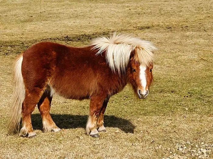 Color and Markings of Shetlands