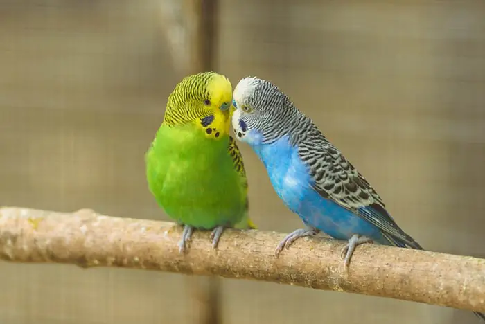 Color of Parakeets