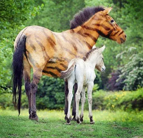 Color of Tiger Horse