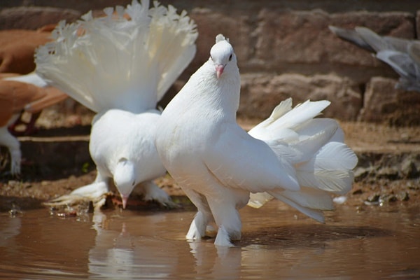 Common Types of Pigeons