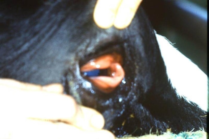 Diagnosis of Infectious Rhinotracheitis