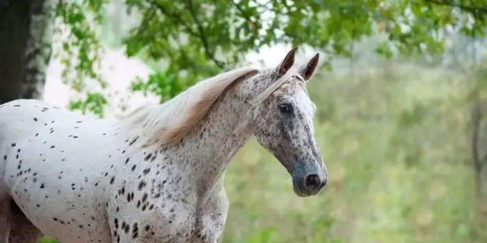 Diet and Care of Horse