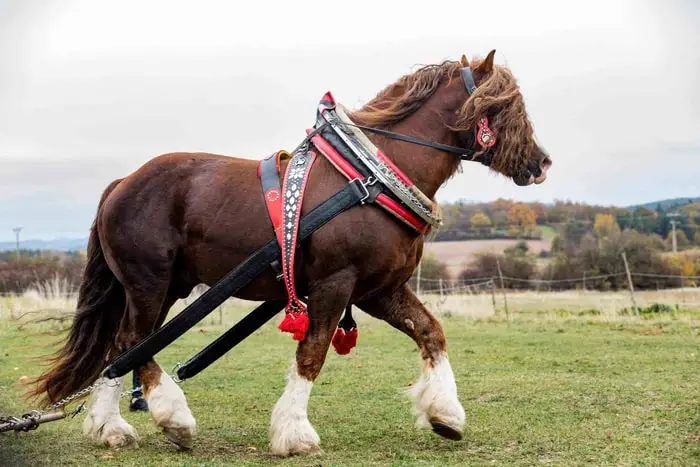 Diet and Nutrition of Horse