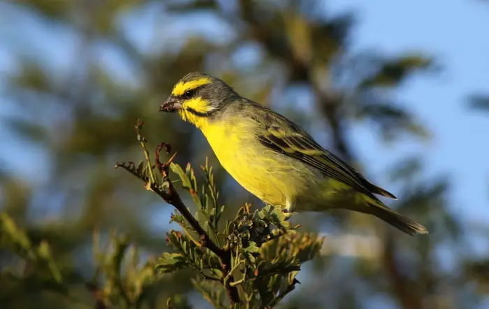 Different Types of Birds- Wild Birds