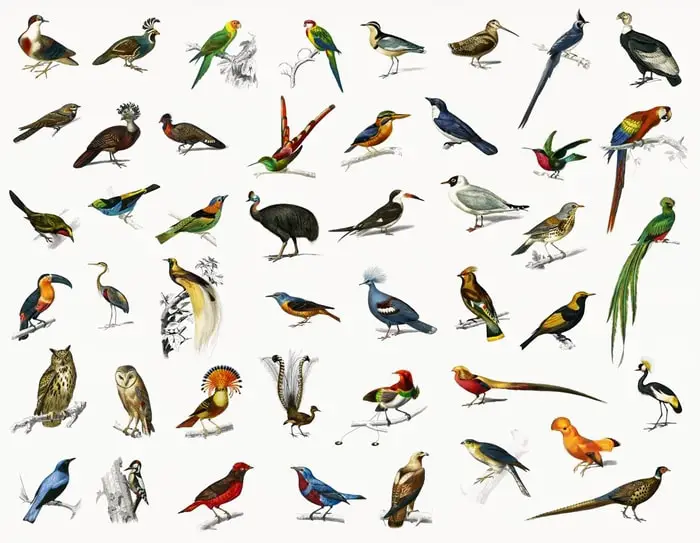 Different Types of Birds