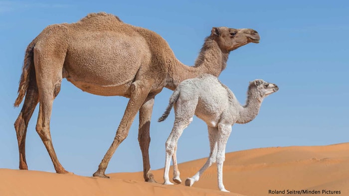 Disease Resistance Capabilities of Camels