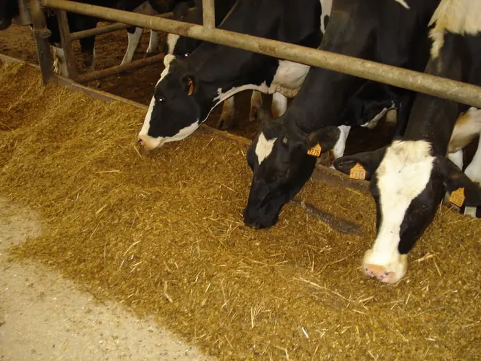 Epidemiology of Sternal Recumbency in Cows