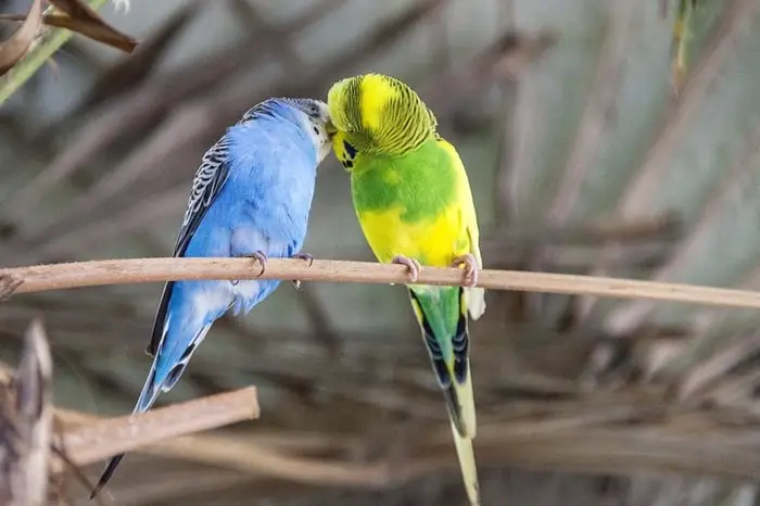 Exercise of Parakeet