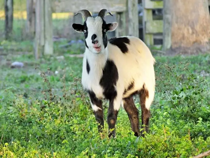 Fainting Goat