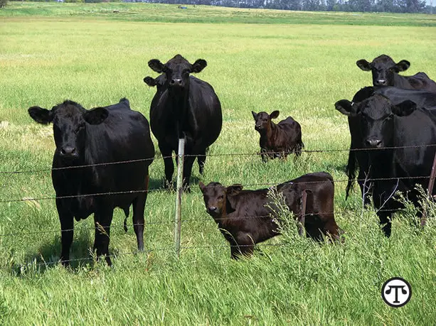 Foot-rot in cattle