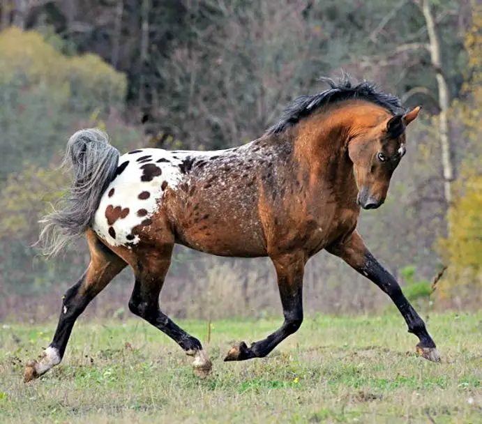 Gaited Horse El Caballo Tigre