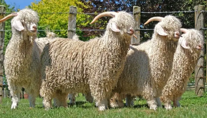 Goat Breeds Angora