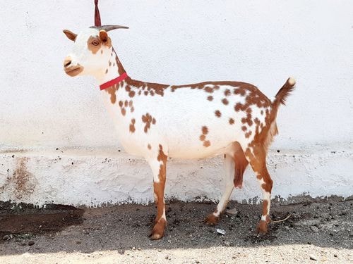 Goat Breeds Barbari