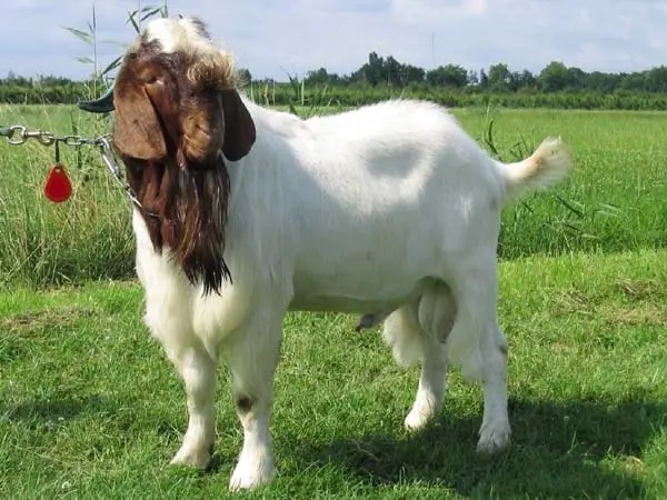 Goat Breeds Boer