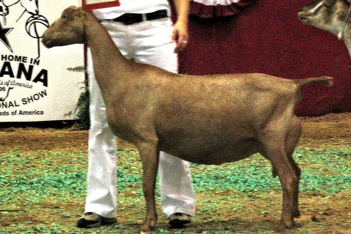 Goat Breeds LaMancha