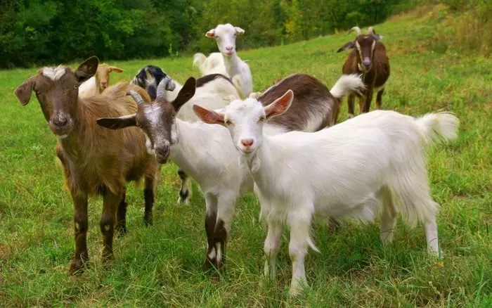 Goat Breeds