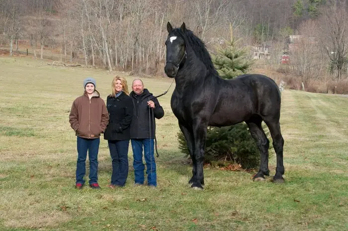 Health and Care of Horse