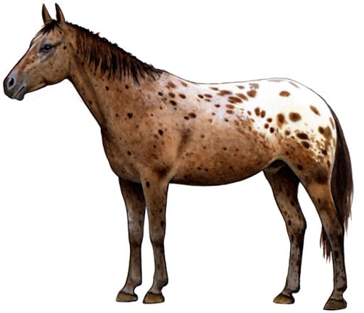 Health of Tiger Horse Breed