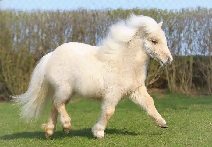 Health of the Shetland Pony