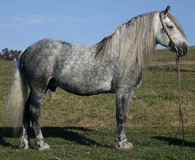 Height of Weight of Percheron