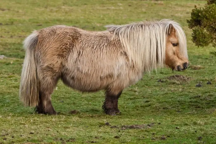 History and Origin of Shetland Pony