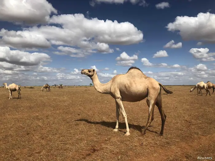 Hooves of Camel