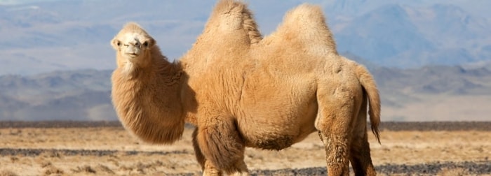 Hump of Camels