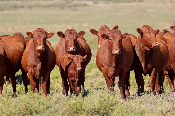 Important Information on Anaplasmosis in Cattle