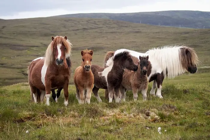 Important Information on Shetland Pony