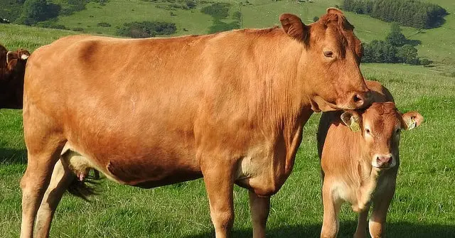 Infectious Bovine Rhinotracheitis