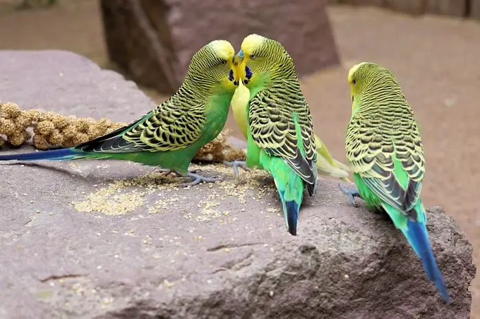 Information of Parakeet Birds