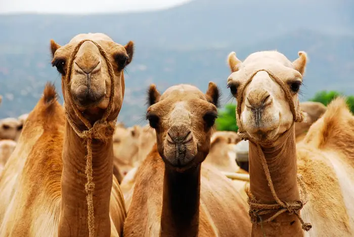 Interesting Facts on Camel