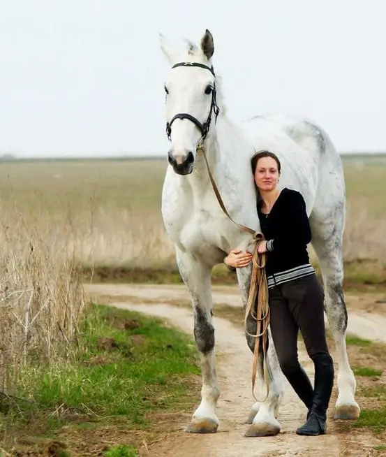 Interesting Facts on Percheron Horse