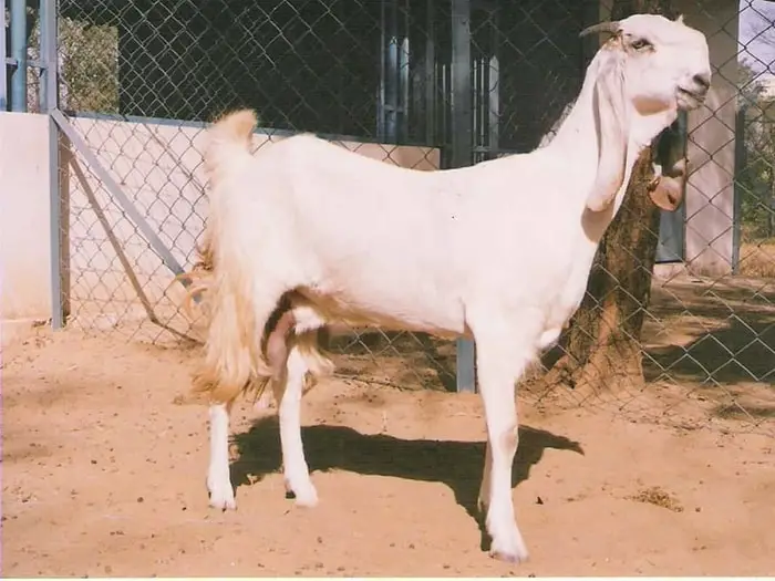 Jamnapari Goat