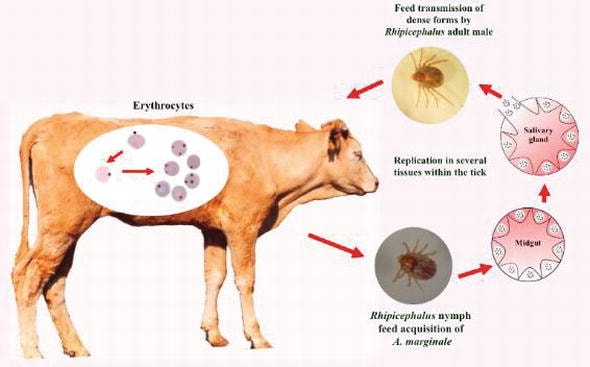 Lifecycle of Anaplasma