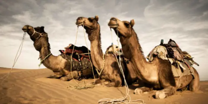 Maintenance of Body Temperature by Camels