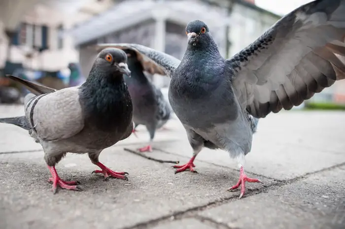 Meat Type Pigeon