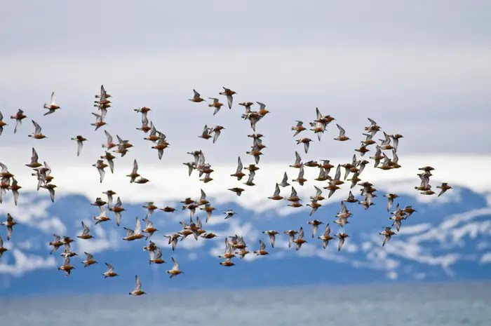 Migratory Birds